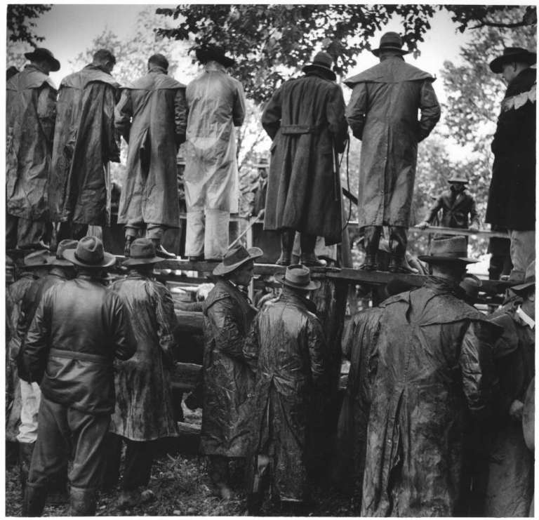 Jeff Carter - Cattle sale, Wangaratta, Victoria, 1956