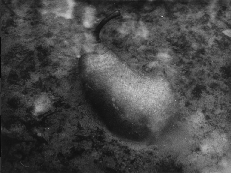 pirus-communis-i-pirus-communis-i-1997-30x39-cm