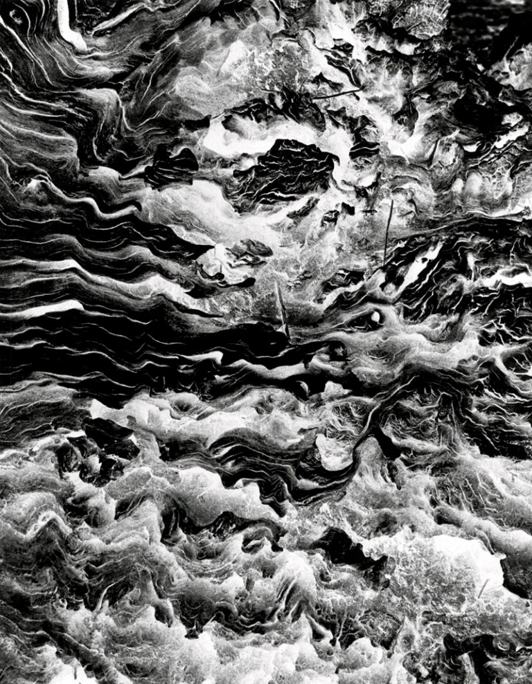 cato-john-tree-a-journey_web