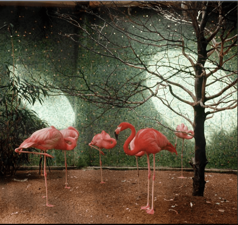 flamingos-in-zoo-rotterdam-1965