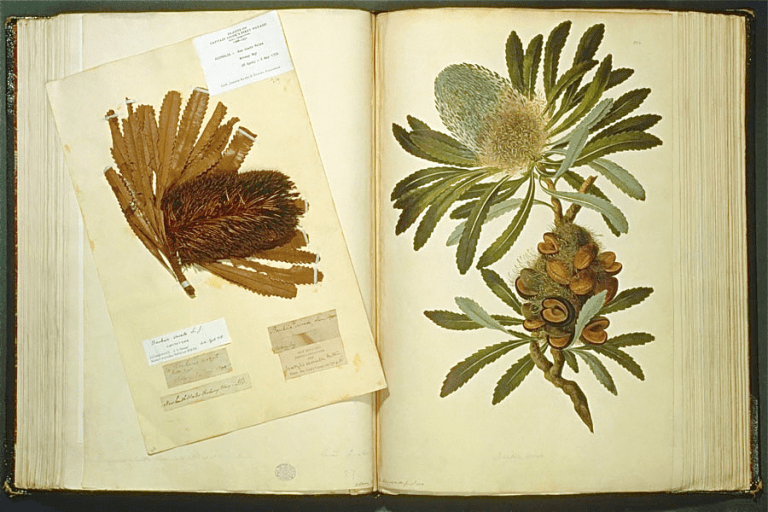 joseph-banks-and-features-the-image-above-of-one-of-the-plants-named-after-him-banksia-serrata-the-painting-by-the-artist-sydney-parkinson-and-accompanying-pressed-specimen-come-from-the