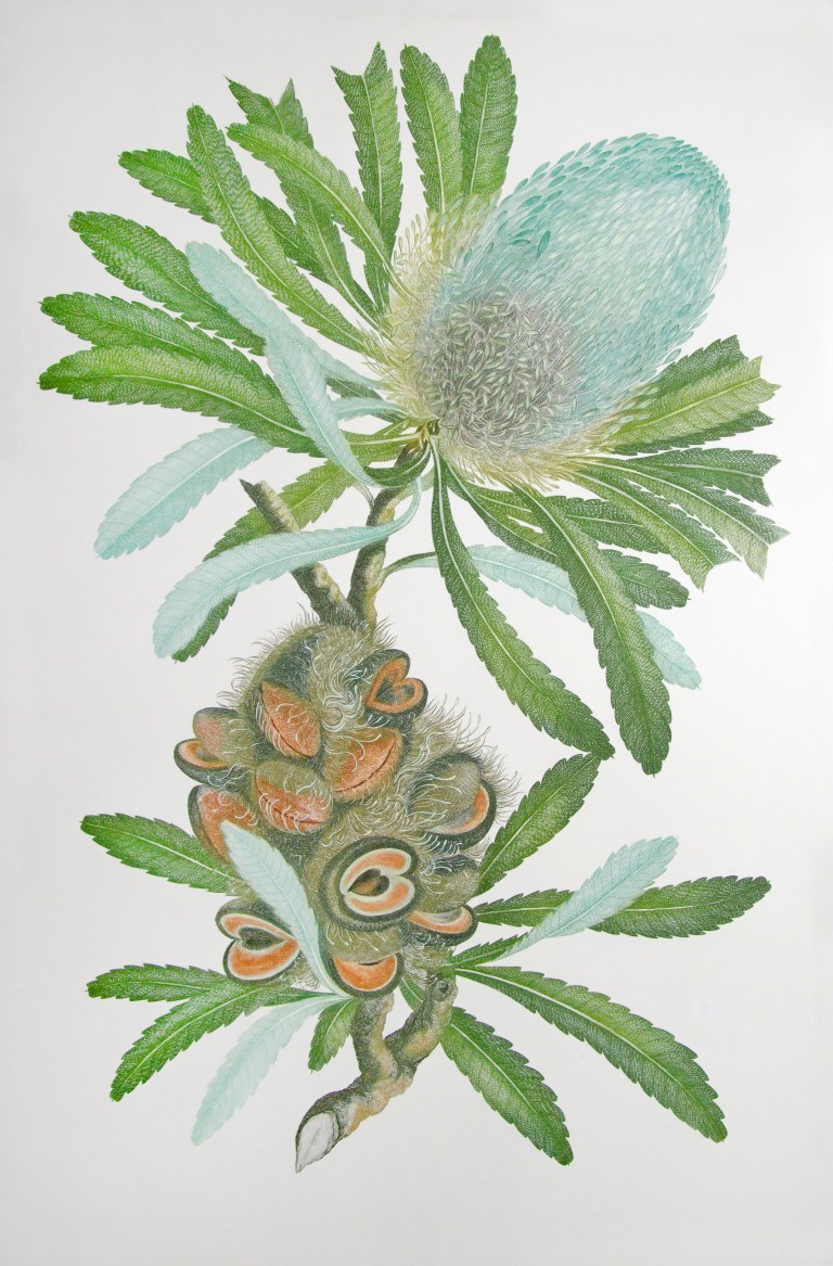 plate_from_banks_florilegium_-_joseph_banks