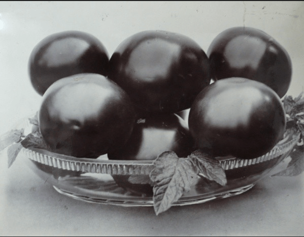 screen-shot-2016-11-15-at-2-45-47-pm