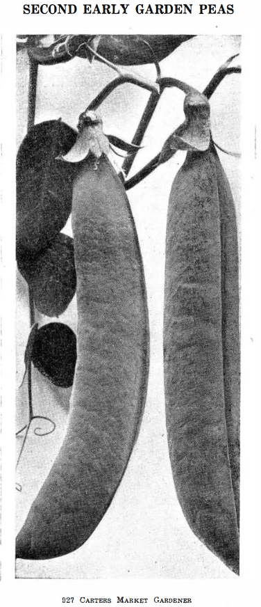 screen-shot-2016-11-15-at-3-46-12-pm