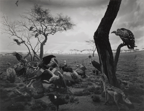 595_hyena-jackal_vulture_1976_gelatin_silver_print_c_hiroshi_sugimoto
