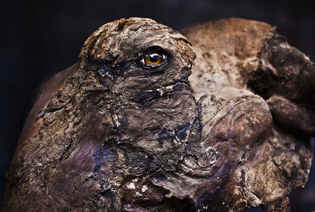 cave-or-elephant-2012