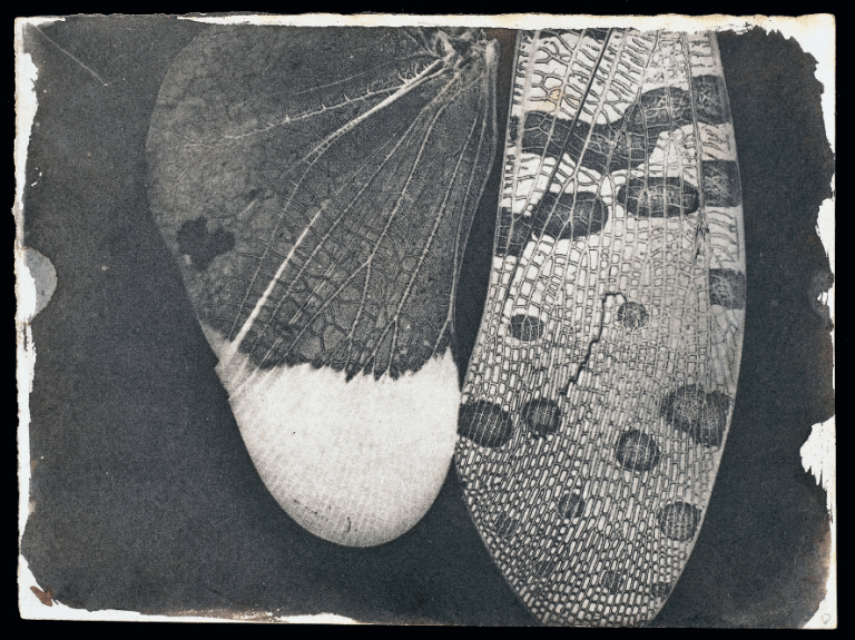 insect-wings-c-1840-william-henry-fox-talbot