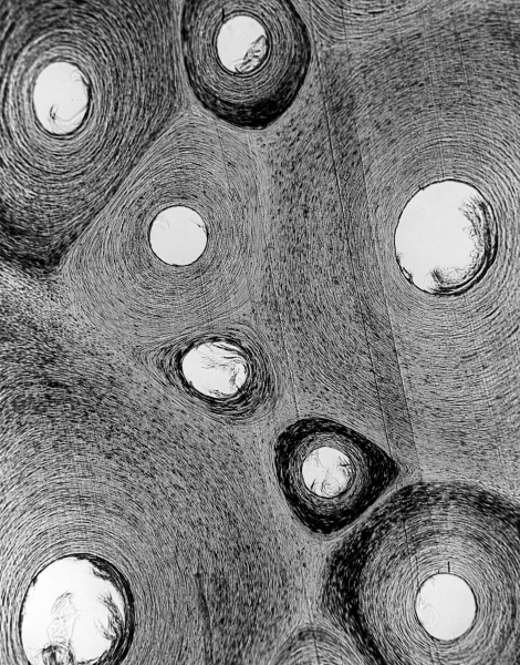 weis-uber-grau-schwebend-1926-greenland-whale-cross-section-of-whalebone-balaena-mysticetus