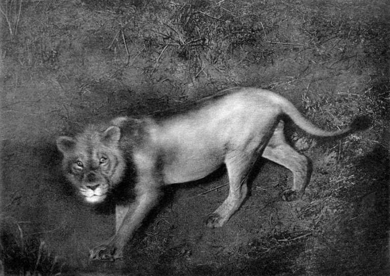 cherry-kearton-lion-with-flash-1909