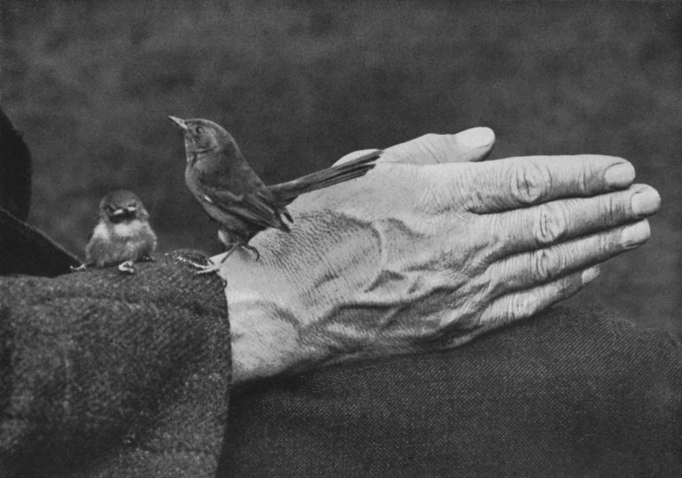 dartford-warbler-and-chick-on-richard-keartons-hand