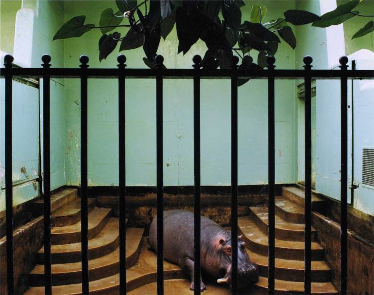 hippopotamus-brookfield-zoo-chicago-1985