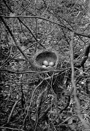 song-thrushs-nest-enfield-the-first-photograph-of-a-birds-nest-with-eggs