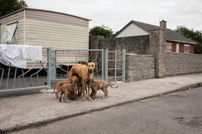 a-dog-nurses-puppies-at-a-halting-site-in-county-carlow
