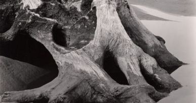 edward-weston-america-american-1886-1958-cypress-tree-root-1937-gelatin-silver-print