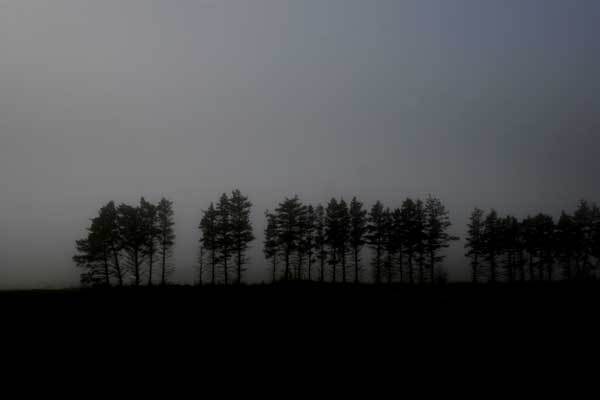 carsteningemannforest