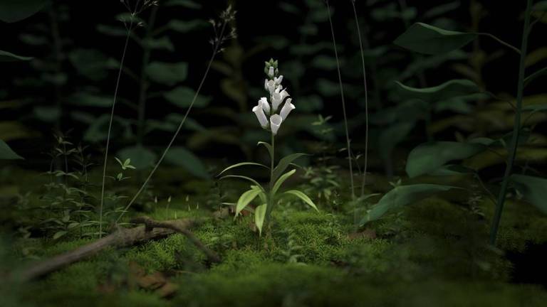 Eelco Brand, Videostill VWV.movi, 2015, HD