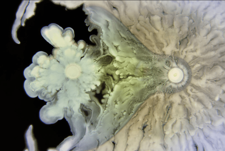 Natura facit saltus - Eros universalis. Begehren, 2017