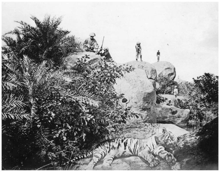Willoughby Wallace Hooper (1870s or 1880s) staged tiger hunt with dead tiger in foreground.