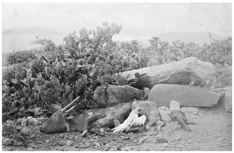 Willoughby Wallace Hooper, Birds Eating Carrion (staged scene with stuffed birds and carrion resulting from the Madras famine), 1878