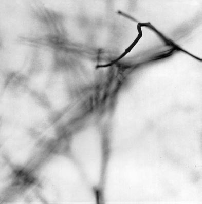 zentwigmeatyard19601