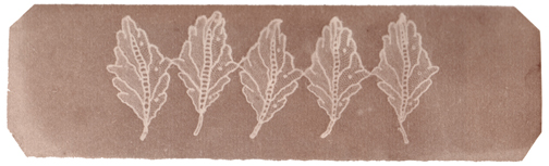 Nevil Story-Maskelyne, Leaves of Lace, circa 1840, photogenic drawing negative, 5.0 x 17.0 cm