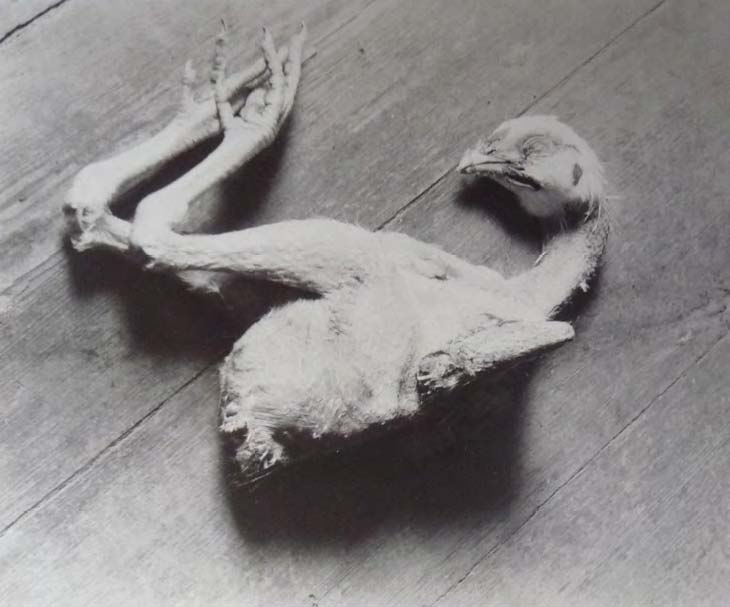 Alice Lex-Nerlinger,,Totes Huhn, um 1928, Werkverzeichnis- FO:8