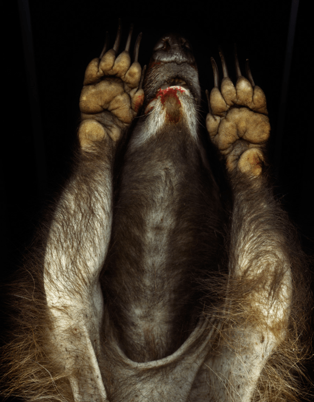 Screen Shot 2017-11-30 at 9.33.51 pm