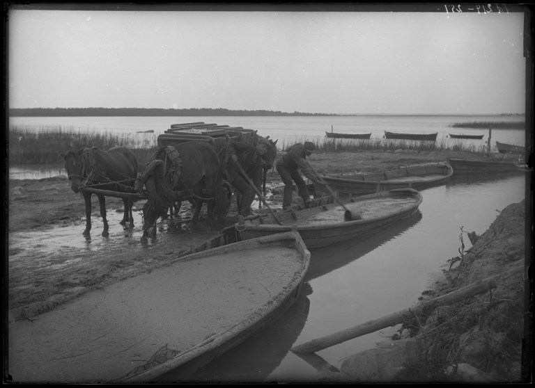 Alluvial (mud) carriers Kuressaare Suurlaht edge.