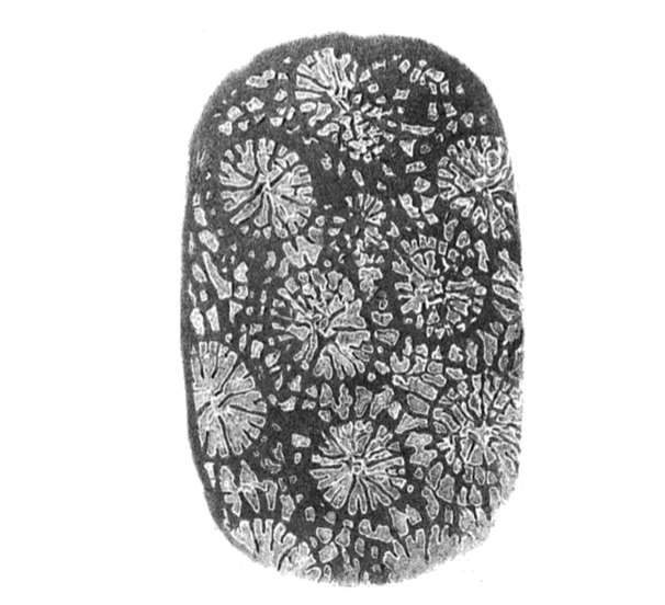 Screen Shot 2017-12-19 at 10.15.53 am