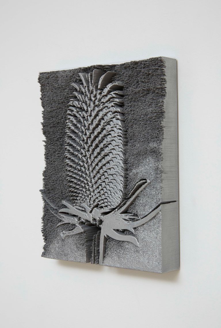 SH.Dipsacus-Fullonum