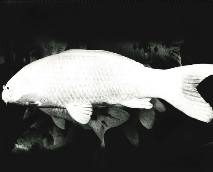 Daido Moriyama (1974) Japan_s Scenic Trio, Akinomiyaajima, gelatin print printed later, 35.5 x 43 cm © Daido Moriyama Photo Foundation