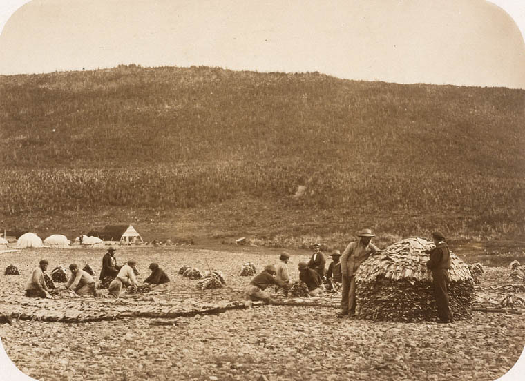 Paul-Émile Miot Preparation of the cod [Cape Rouge, Newfoundland] 1857-1859 Albumen print Library and Archives Canada