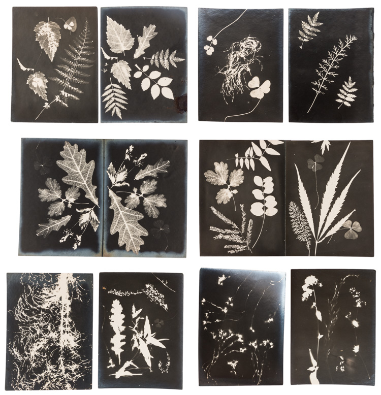 10 botanical photograms