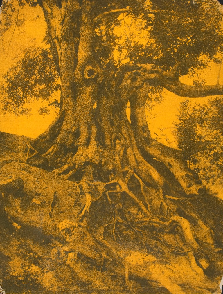 Carob Tree (nd) Bromoil on fluorescent paper
