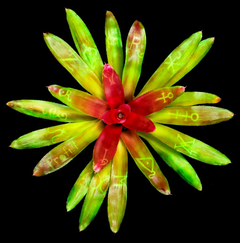 Cause and effect - Various Alchemic symbols - 1996 - on Neoregelia plant - Lloyd Godman  A photosynthetic image grown into the tissue of a Bromeliad plant.jpg