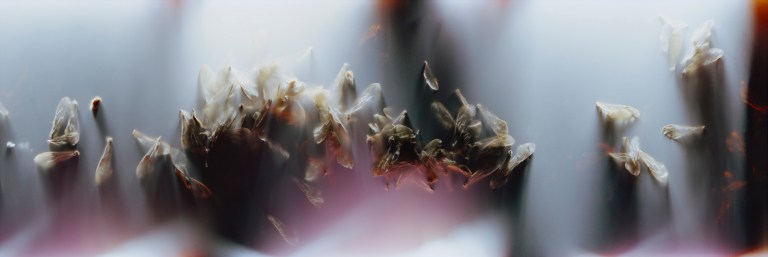 02_FILM_NEG_04_NOBLE 001