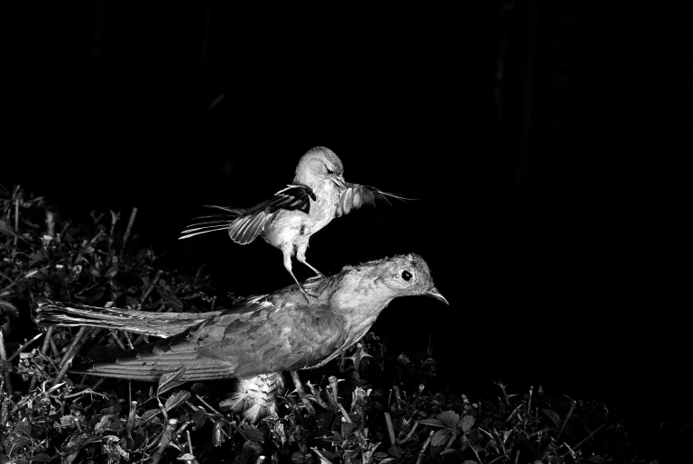 Chaffinch attacking a stuffed Cuckoo Staverton 1948. Photographed by Eric Hosking using a High Speed Flash unit to stop movement.