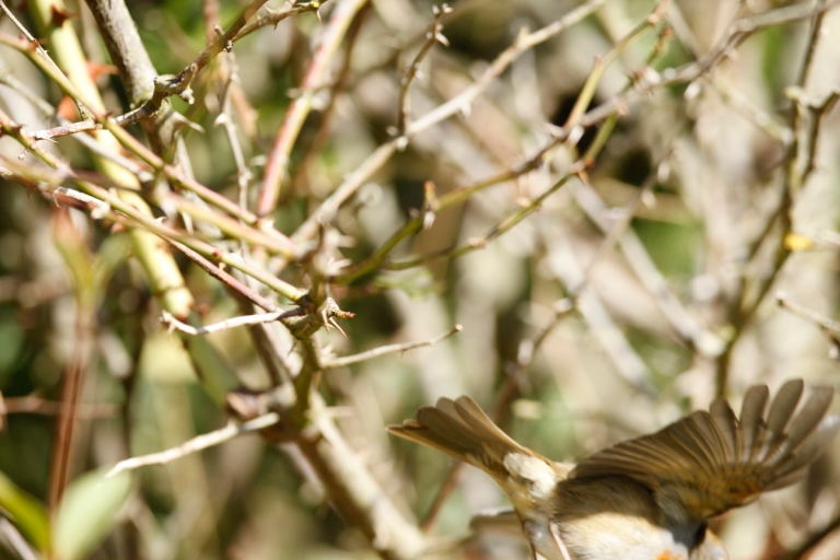 Ein auf Helgoland fotografierter Vogel, den ich nicht bestimmen kann