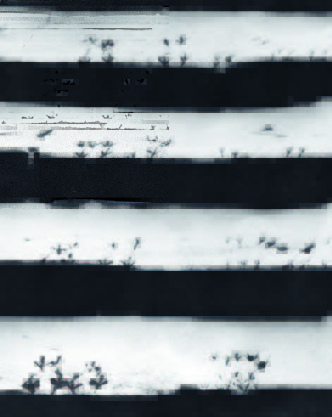 Hannes Kilian ‚Vogelspuren auf einer verschneiten Treppe‘, 1965