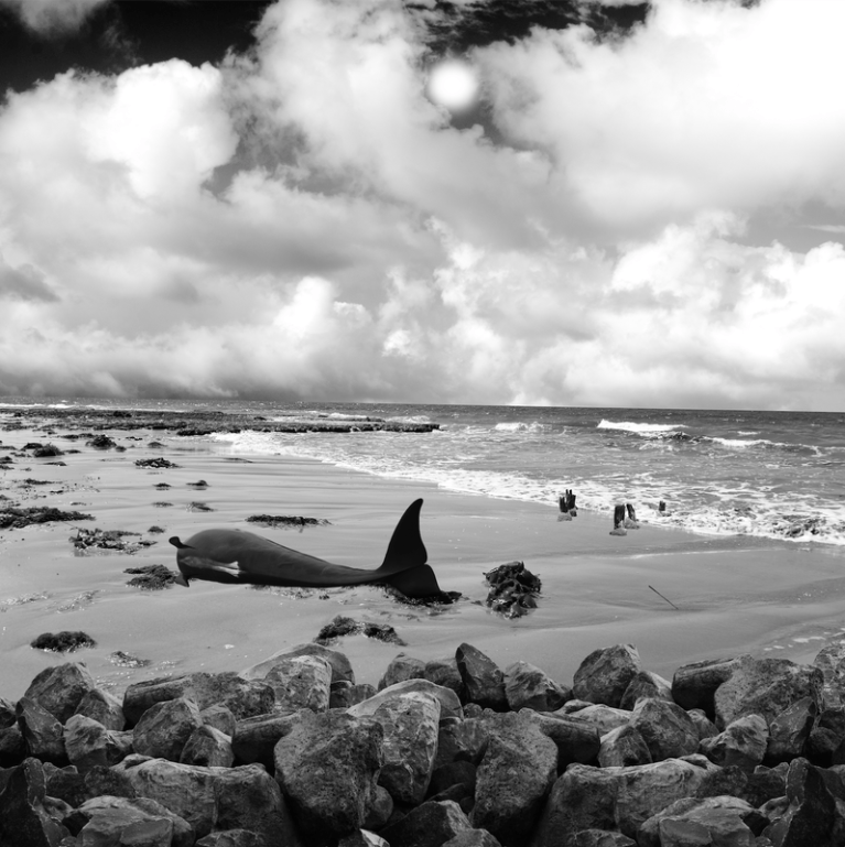 Untitled (The circumstances are that a whale had come on shore), 2018, 67 x 67 cm, inkjet on cotton rag. Edition of 5 (+2 AP)