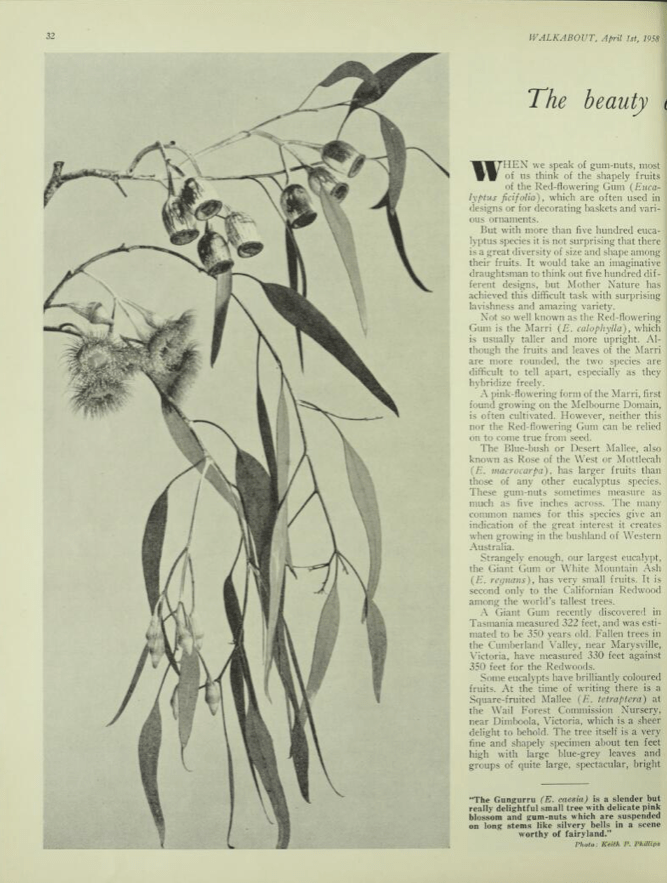 Walkabout.Vol. 24 No. 4 April 1958 p34