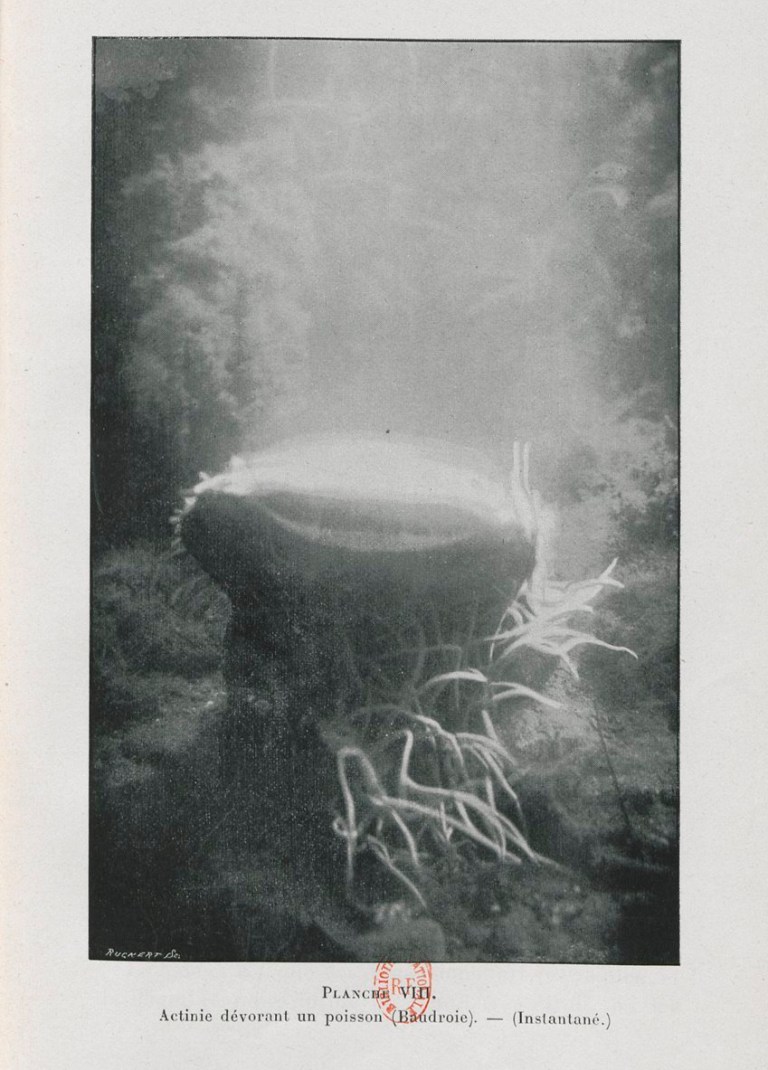 Actinic dévorant un poisson (Baudroie).