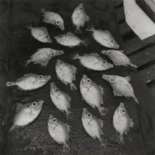 Famille de Sarzeautins, Méditérranée, 1958-1959