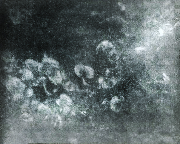 Several seaweeds on the surface of a rock, photograph made with the first camera