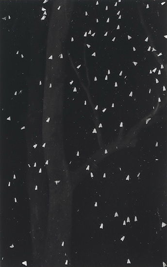 Moths On The Windowpane, 1995
