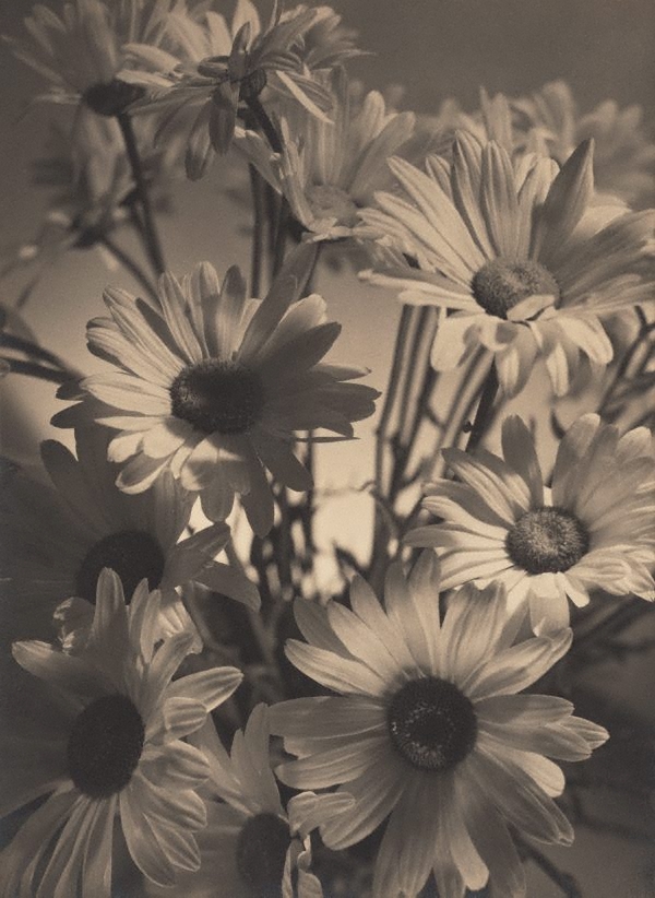 Shasta Daisies 1937