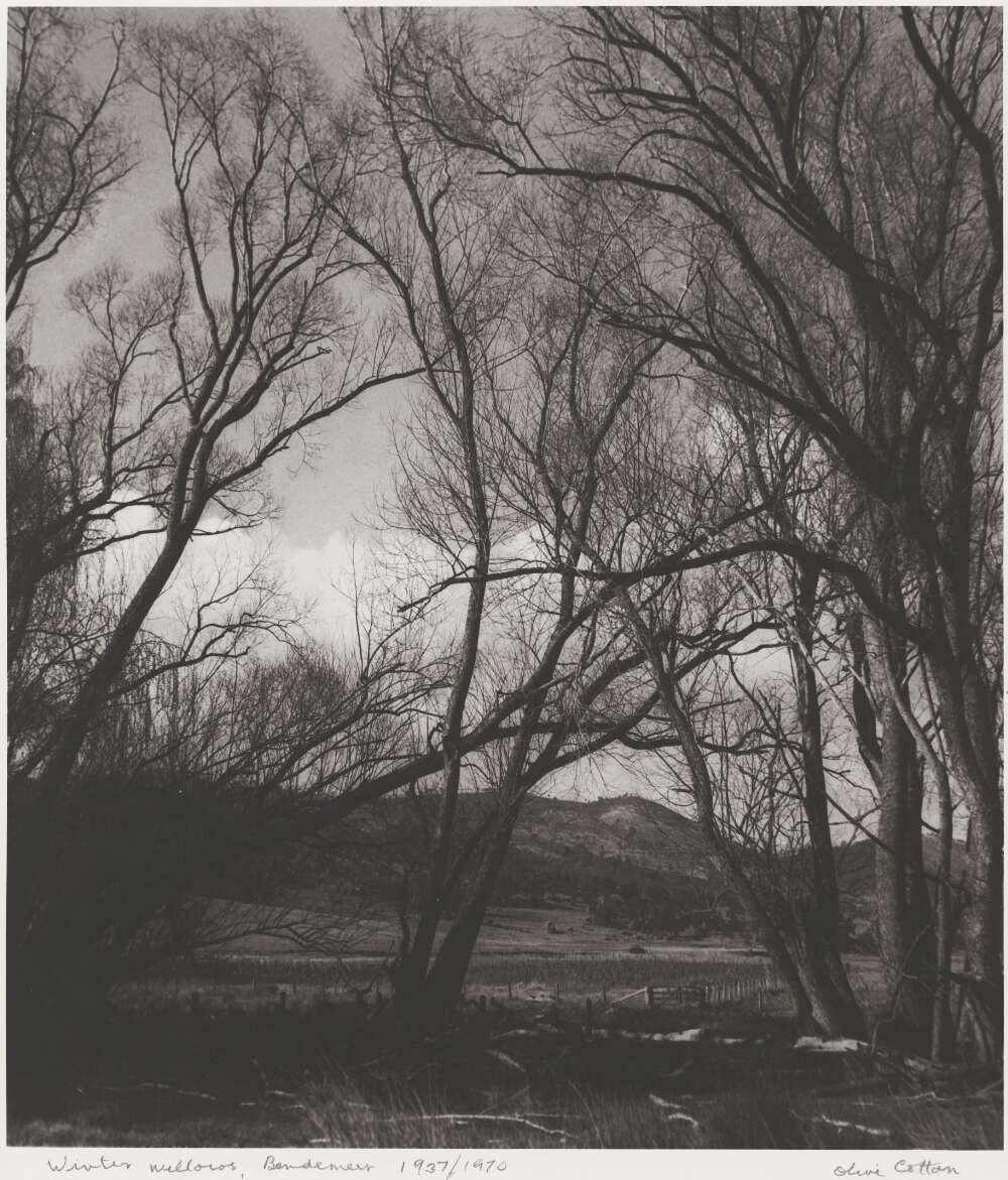 Winter willows, Bendemeer 1937