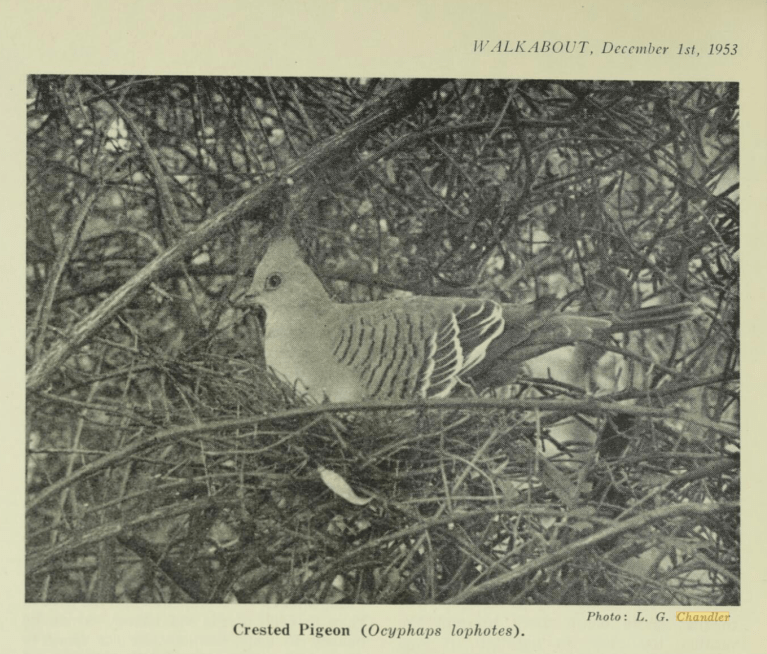 Screen Shot 2021-05-29 at 4.17.17 pm