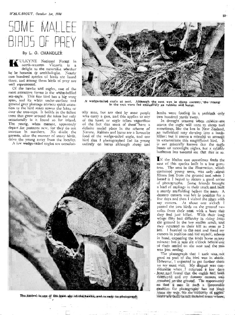 Some Mallee Birds of Prey_adj