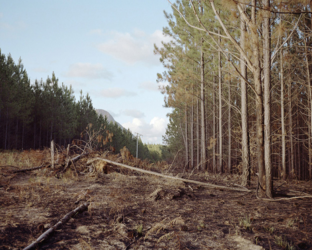 Beerburrum State Forest #1 (You used to ride your Bike through H